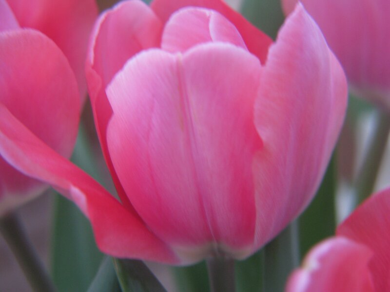 Pink tulip close-up