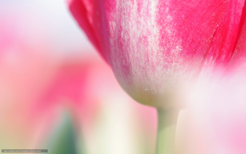 Pink Tulip Close-up — Serene