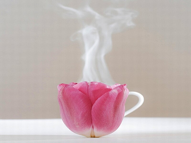 Pink Tulip Cup