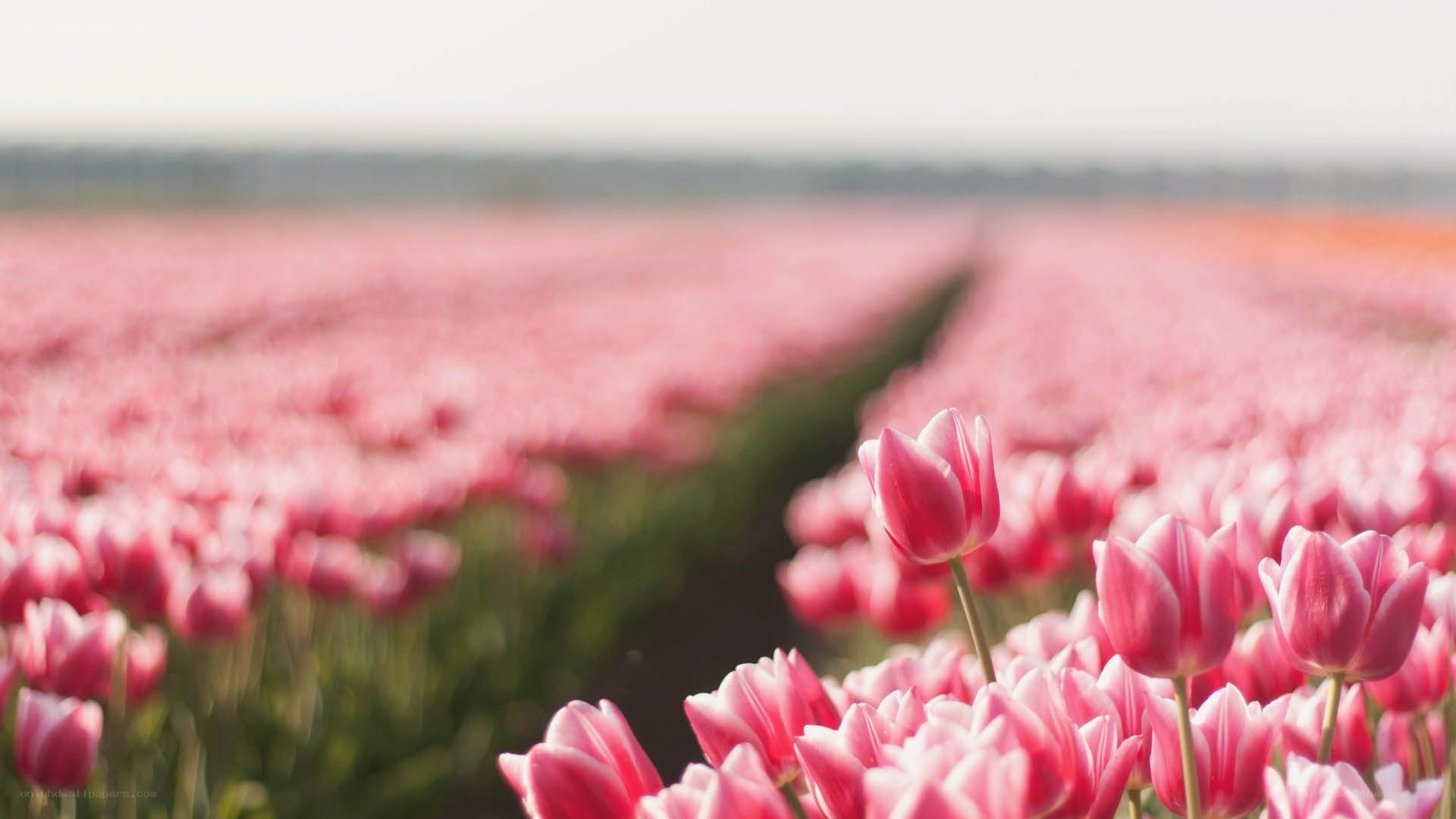 Pink tulip field