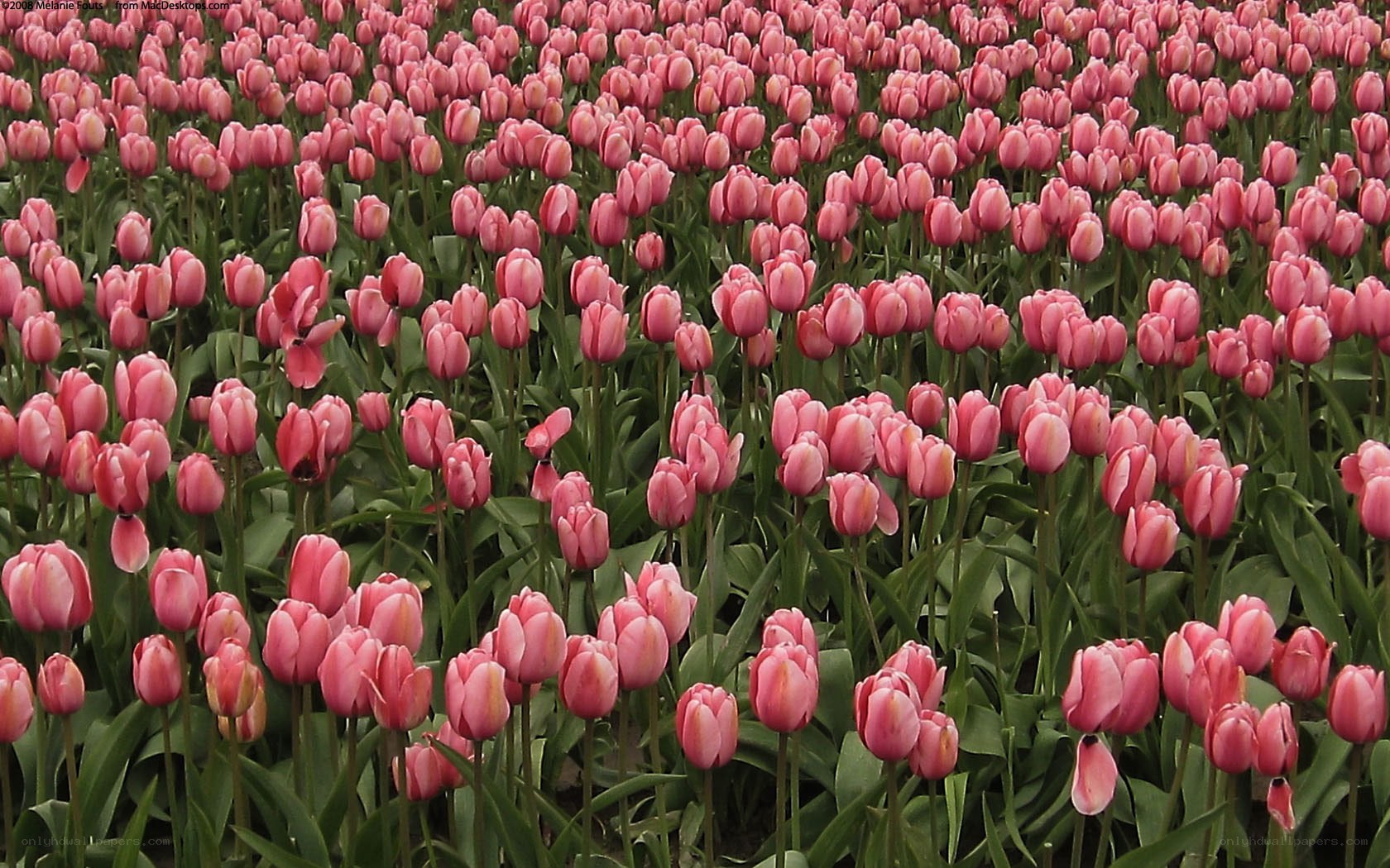 Pink tulip field