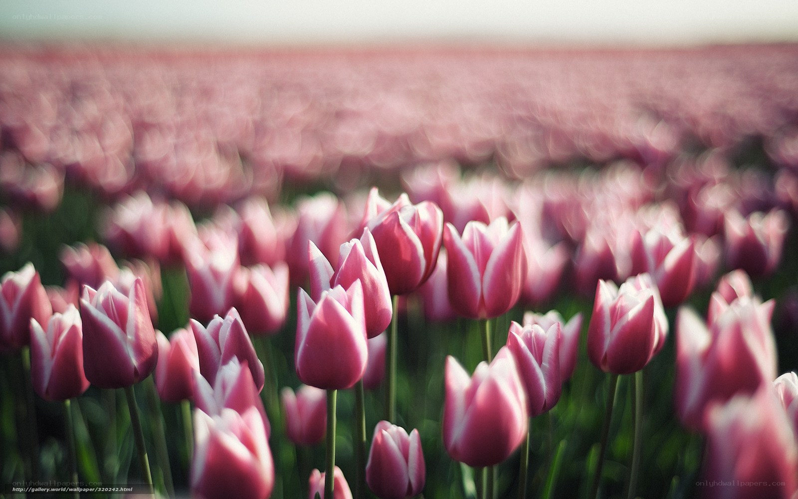 Pink tulip field at sunset