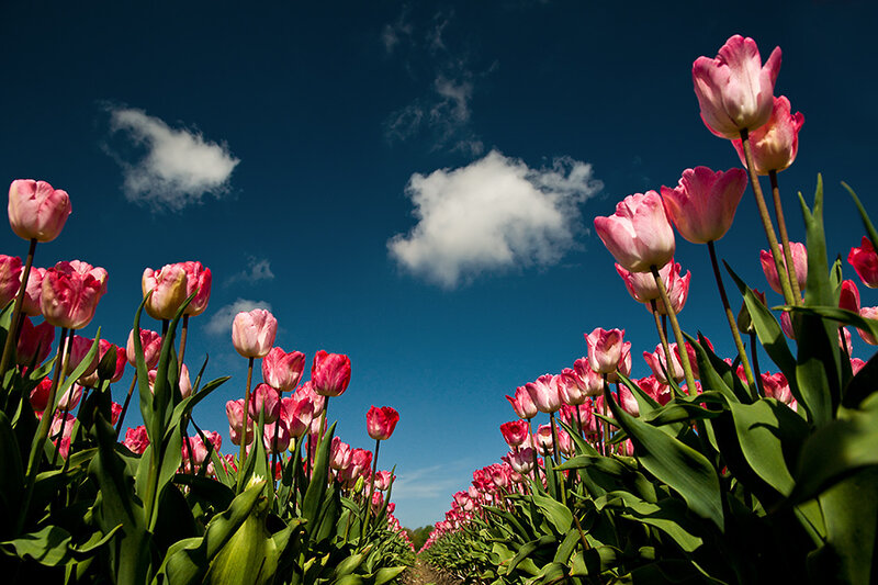 Pink Tulip Field — Blue