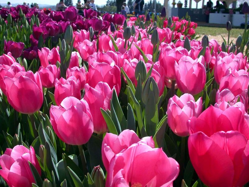 Pink Tulip Field — Bright