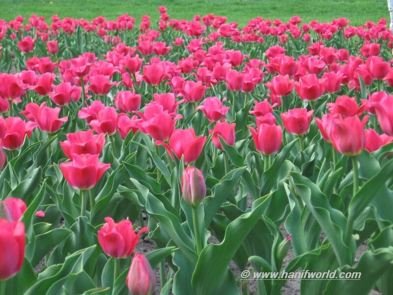 Pink Tulip Field — Calm