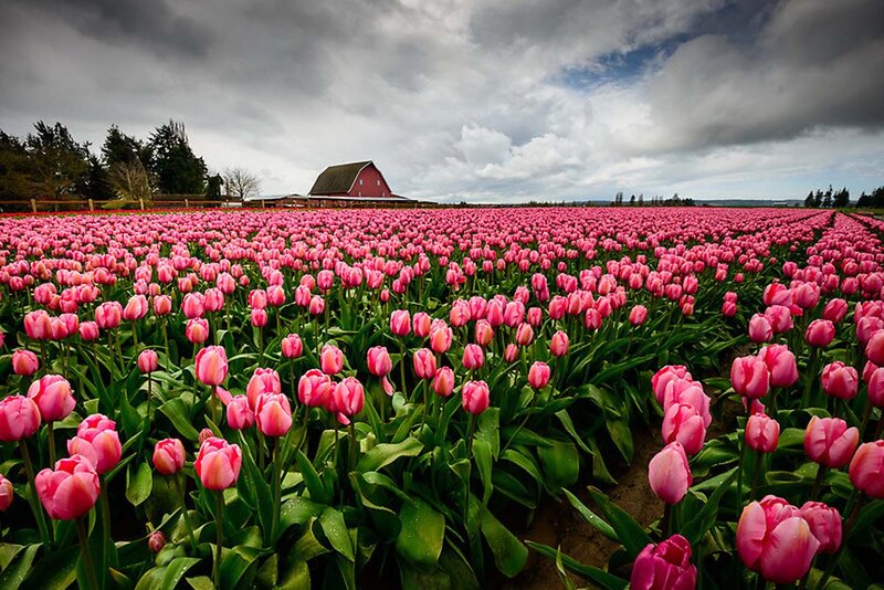 Pink Tulip Field — Dramatic, Spring