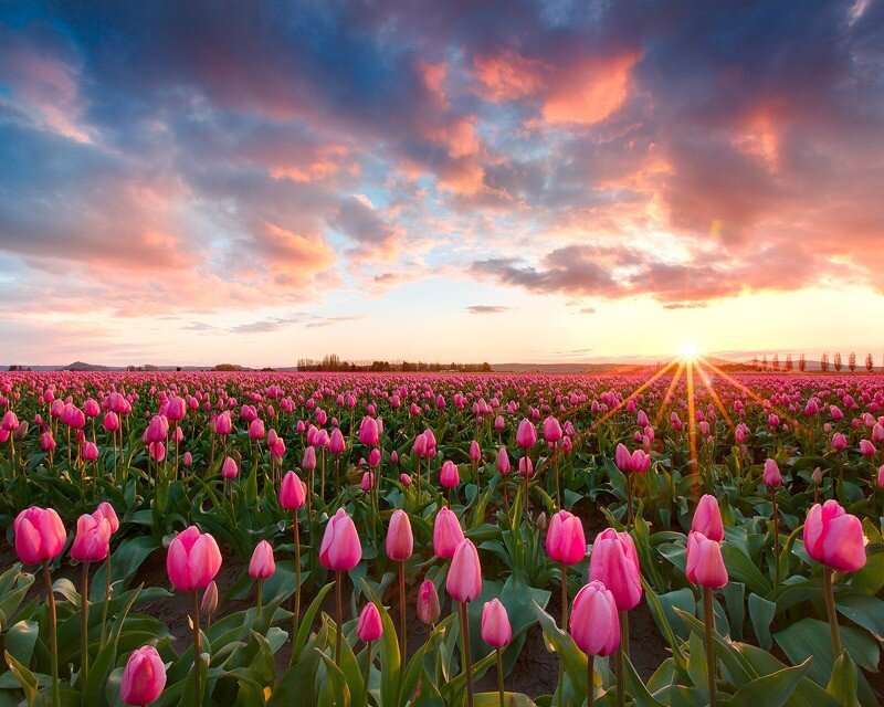 Pink Tulip Field — Dramatic, Sunset