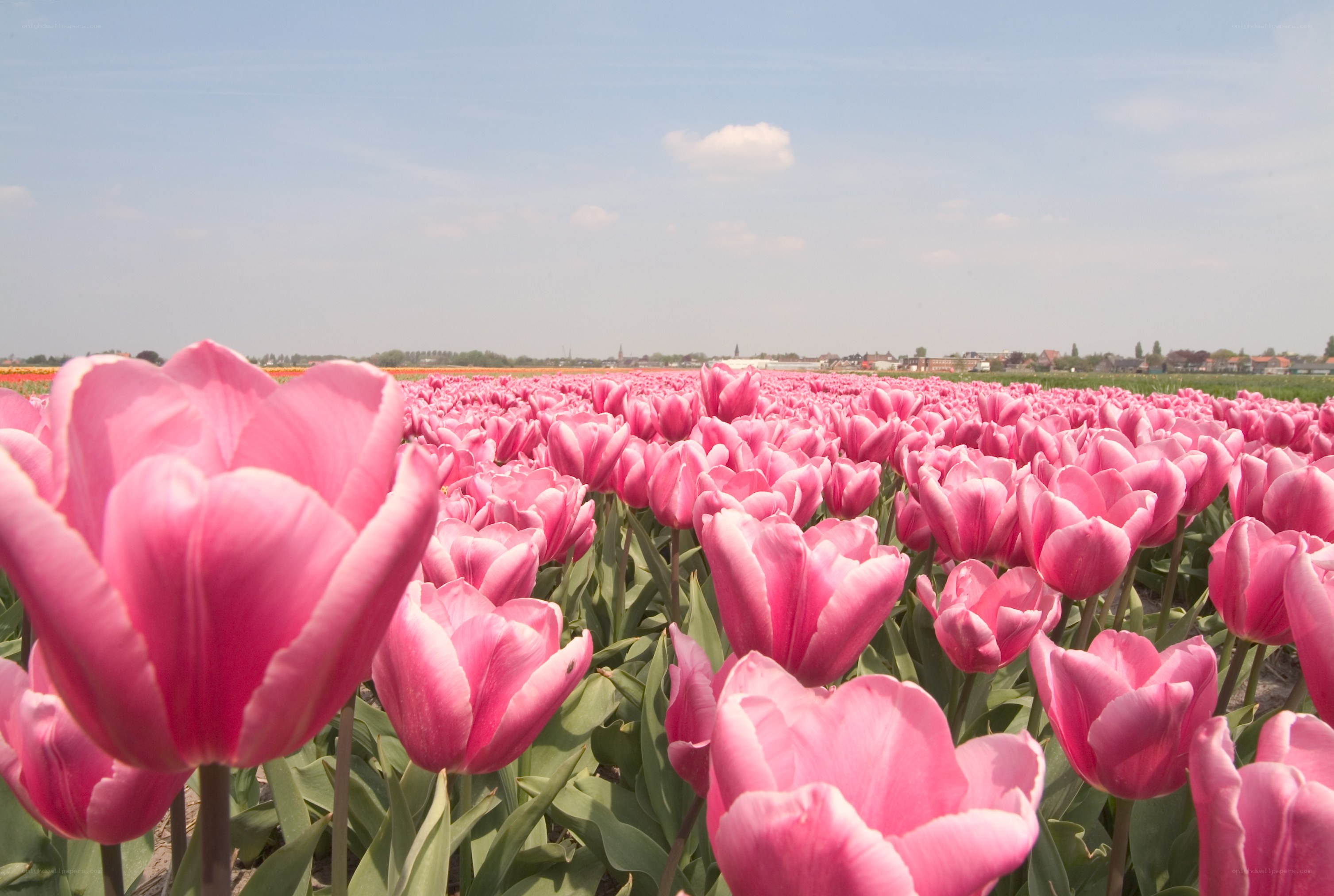 Pink tulip field in bloom