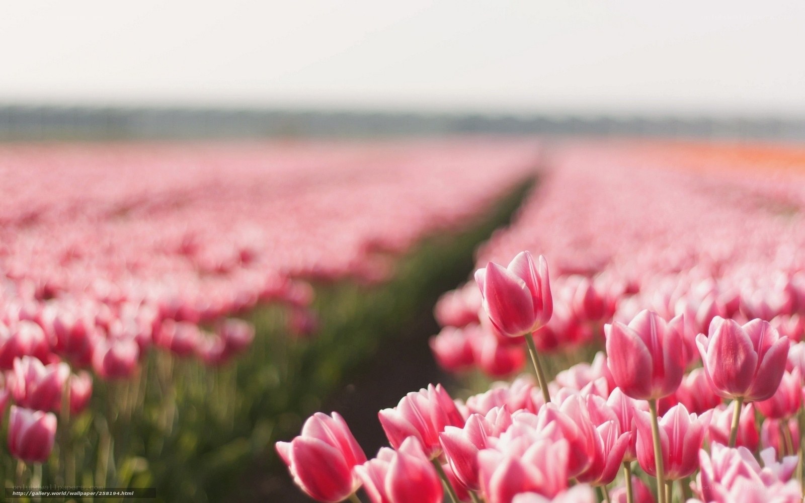Pink tulip field in bloom
