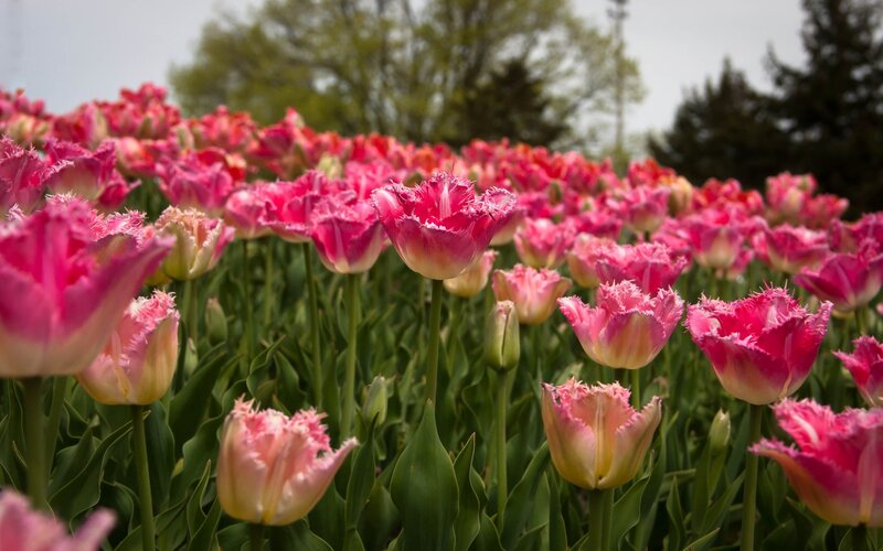 Pink tulip field in bloom