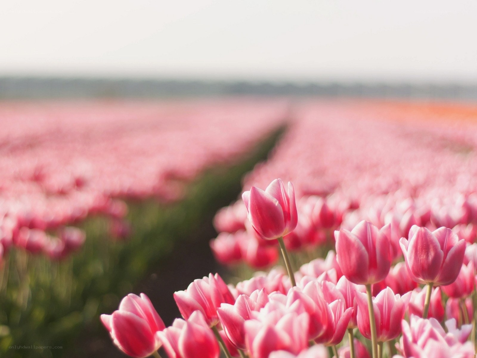 Pink tulip field in bloom