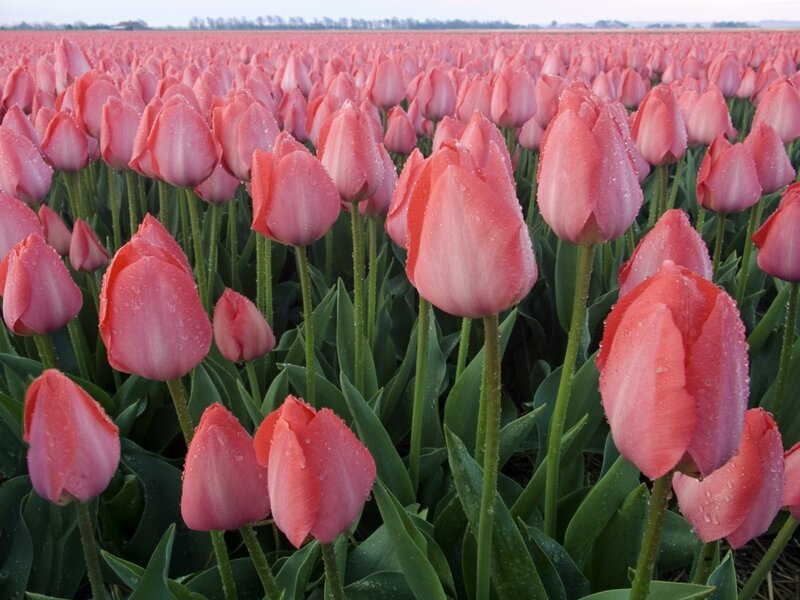 Pink tulip field in morning dew