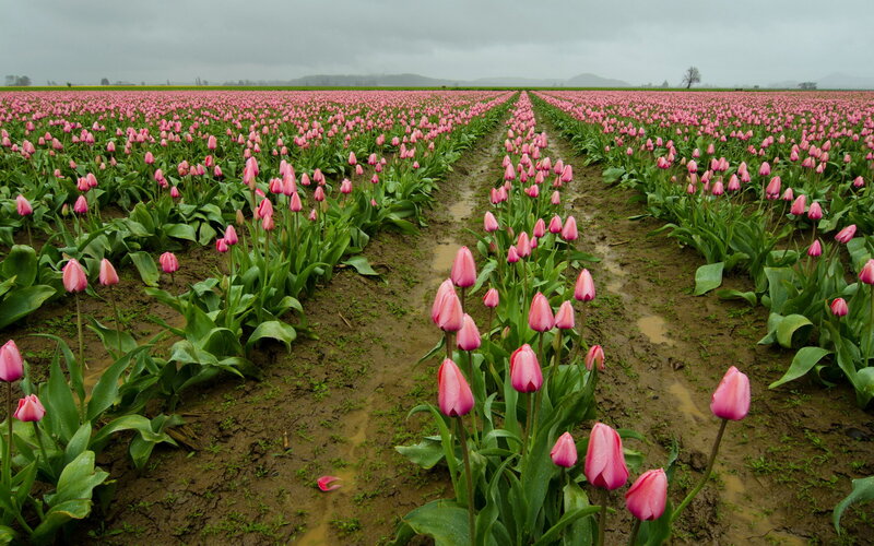 Pink Tulip Field — Overcast