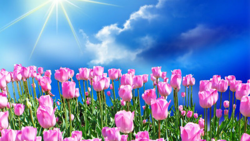 Pink Tulip Field — Serene, Afternoon, Photograph, Sun