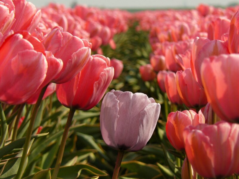 Pink Tulip Field — Serene, Afternoon, Photograph, Tulips