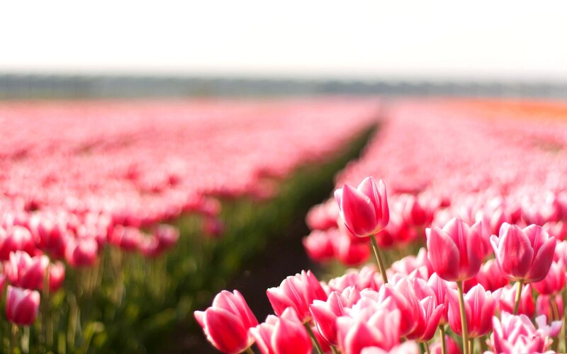Pink Tulip Field — Serene, Afternoon