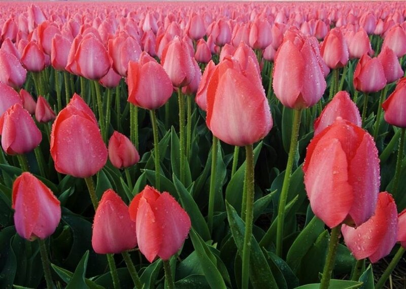 Pink Tulip Field — Serene, Morning, Photograph, Green Stems