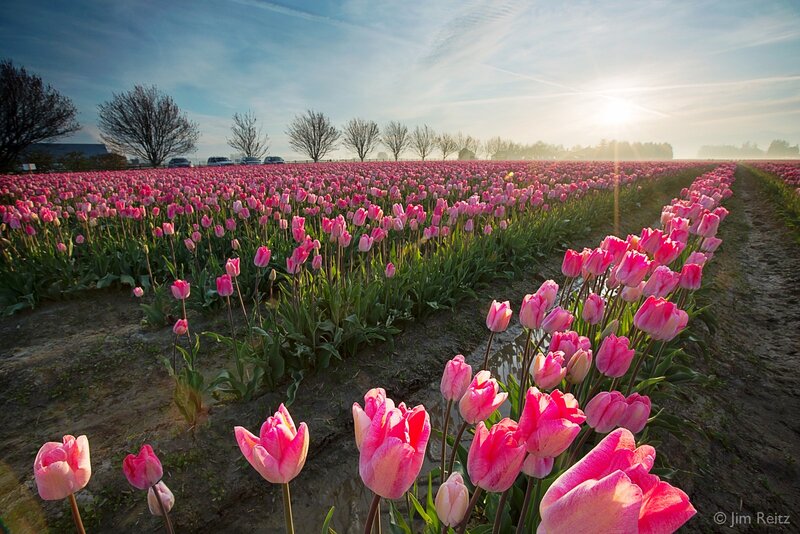 Pink Tulip Field — Serene, Morning, Photograph, Sunrise