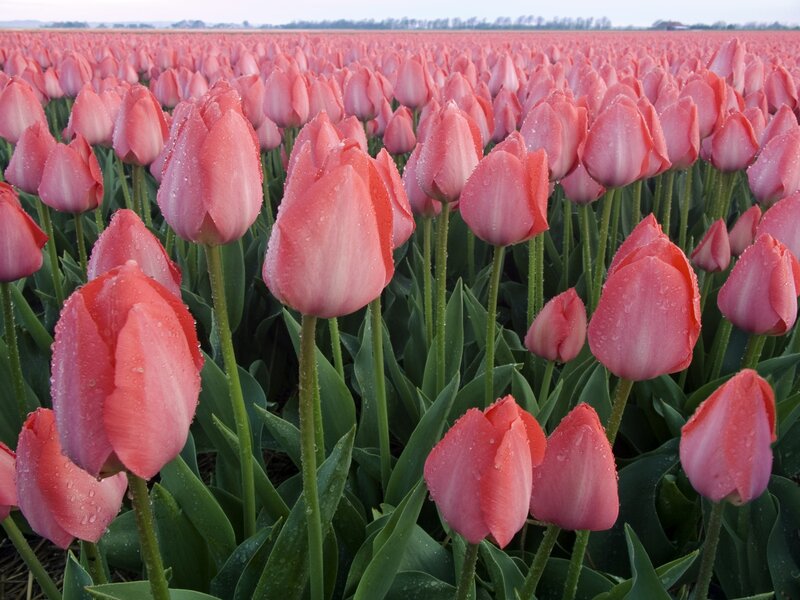 Pink Tulip Field — Serene, Morning, Photograph, Tulips