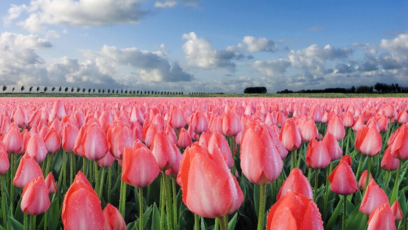 Pink Tulip Field — Serene, Morning