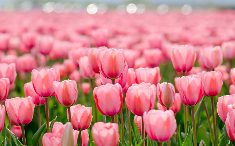Pink Tulip Field — Serene, Spring, Photograph, Flowers, Green Leaves, Sunlight