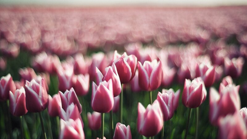 Pink Tulip Field — Serene, Spring, Photograph, Flowers, Green Stems