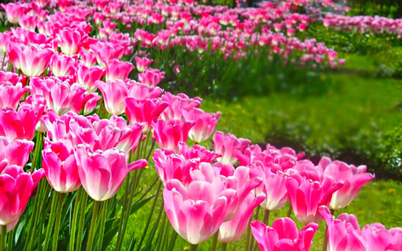 Pink Tulip Field — Serene, Spring, Photograph, Green Grass