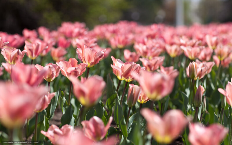 Pink Tulip Field — Serene, Spring, Photograph, Green Leaves, Sunlight, Bloom