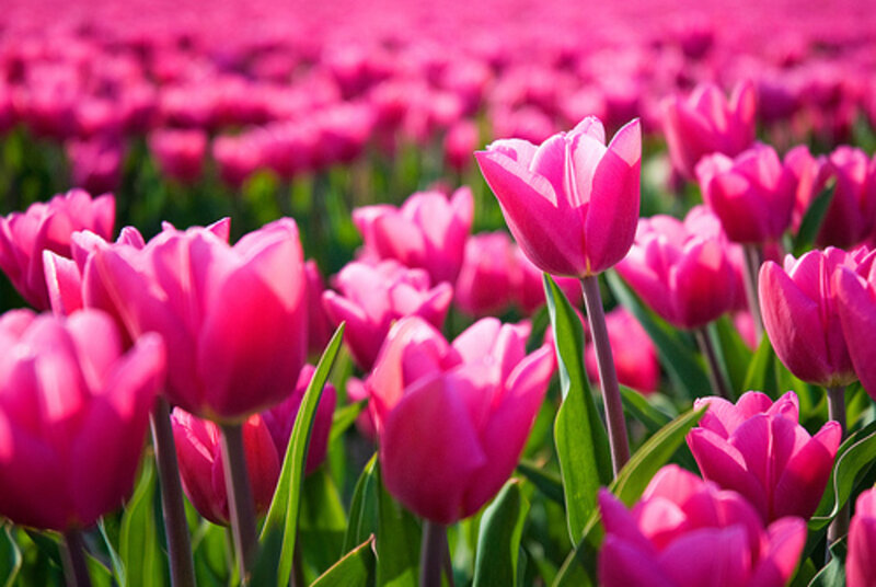 Pink Tulip Field — Serene, Spring, Photograph, Green Leaves, Sunlight