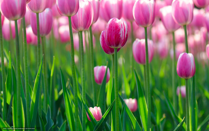 Pink Tulip Field — Serene, Spring, Photograph, Green Stems, Sunlight