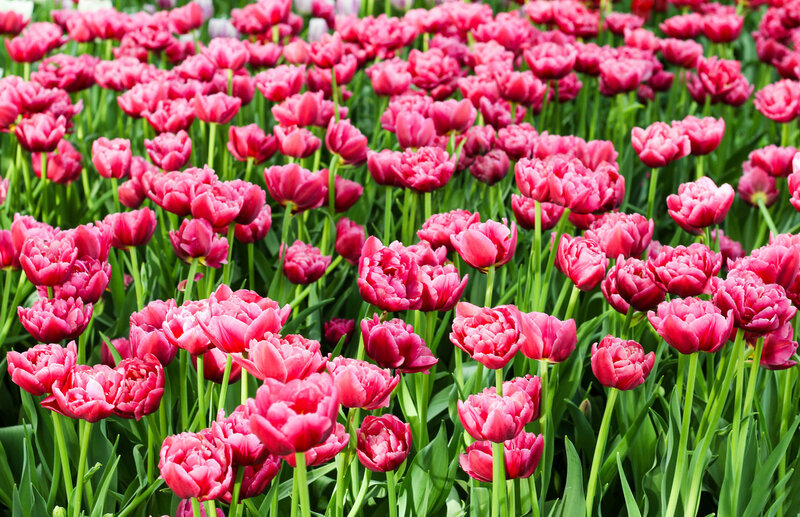 Pink Tulip Field — Serene, Spring, Photograph, Green Stems