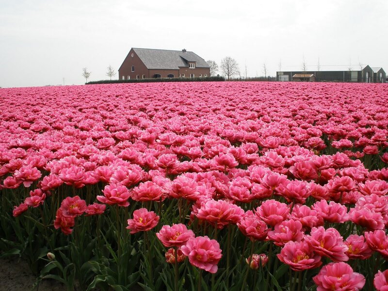Pink Tulip Field — Serene, Spring, Photograph, House