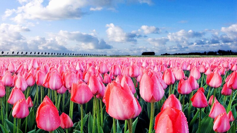 Pink Tulip Field — Serene, Spring, Photograph, Sky, Clouds