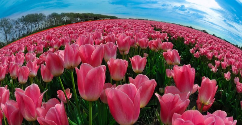Pink Tulip Field — Serene, Spring, Photograph, Sky, Trees