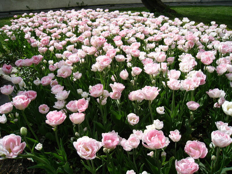 Pink Tulip Field — Serene, Spring, Photograph