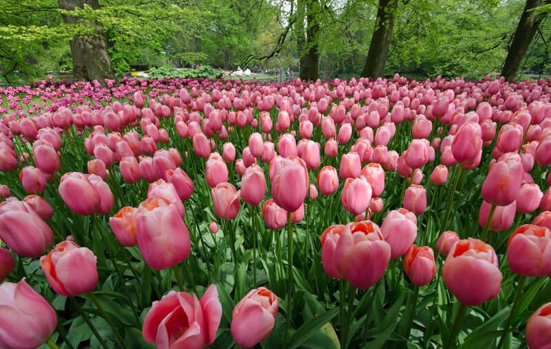Pink Tulip Field — Serene, Spring, Photograph, Trees, Flowers