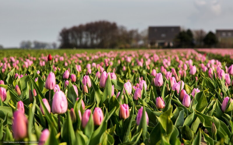 Pink Tulip Field — Serene, Spring, Photograph, Trees, House