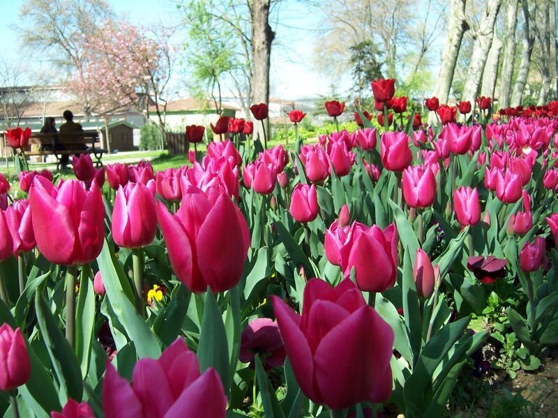 Pink Tulip Field — Serene, Spring, Photograph, Trees