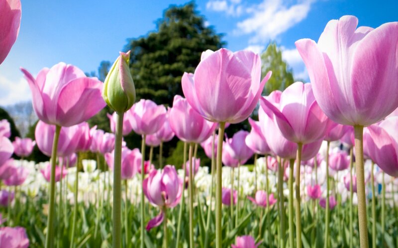 Pink Tulip Field — Serene, Spring, Photograph, Tulips, Bloom
