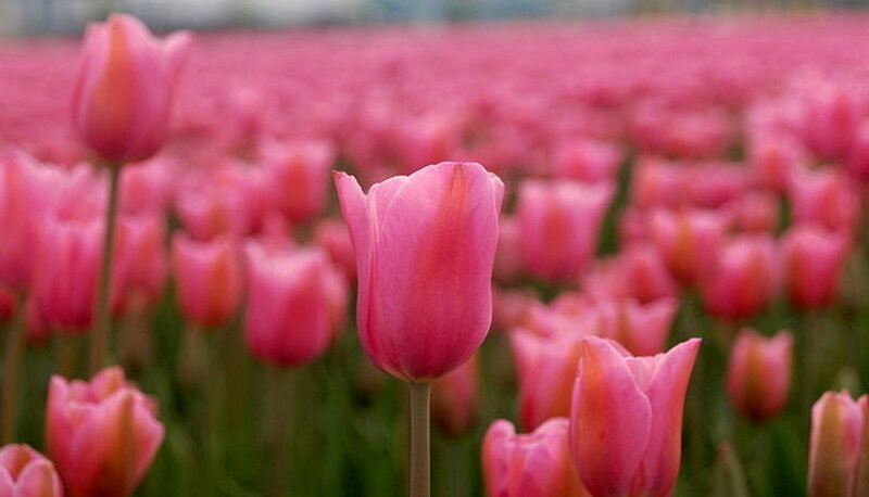 Pink Tulip Field — Serene, Spring, Photograph, Tulips, Green Stems