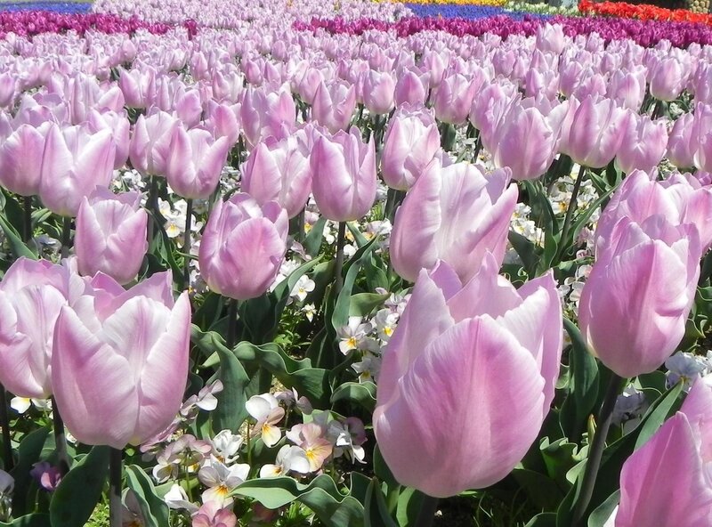 Pink Tulip Field — Serene, Spring, Photograph, Tulips, Pansies