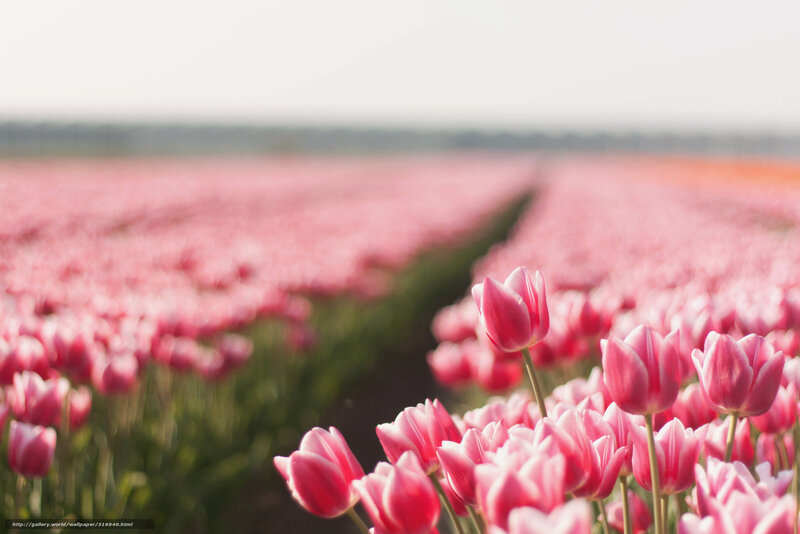 Pink Tulip Field — Serene, Spring, Photograph, Tulips, Sky