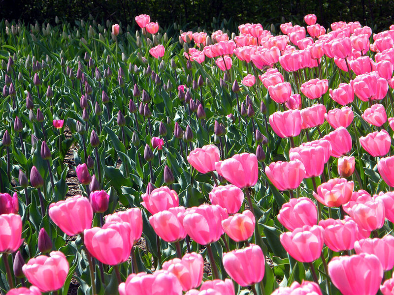 Pink Tulip Field — Serene, Spring, Photograph, Tulips