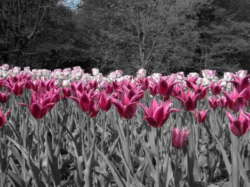Pink Tulip Field — Serene, Spring, Photograph, Tulips, Trees