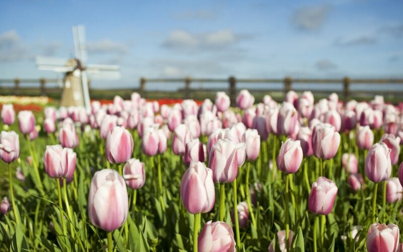 Pink Tulip Field — Serene, Spring, Photograph, Windmill, Sky