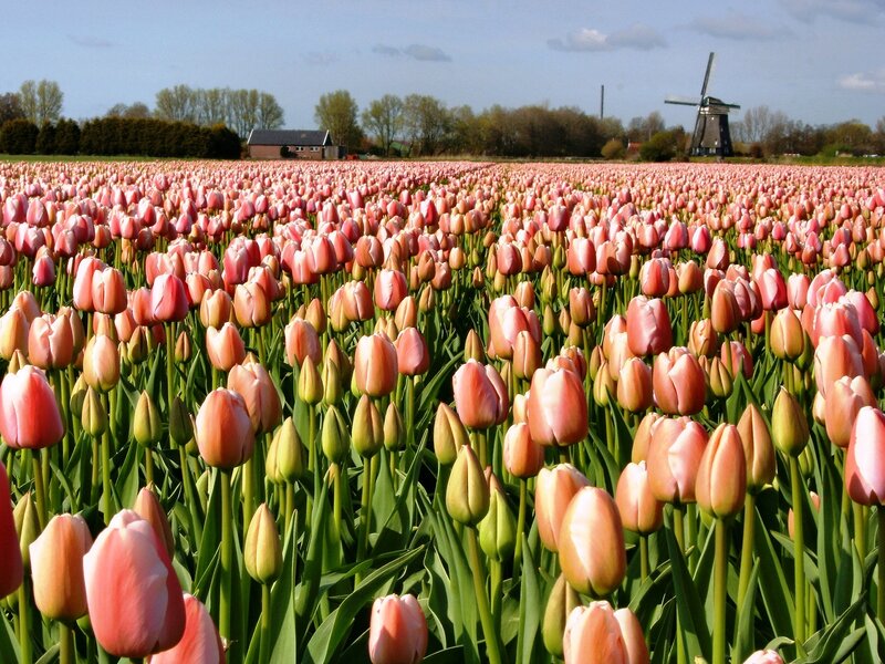 Pink Tulip Field — Serene, Spring, Photograph, Windmill