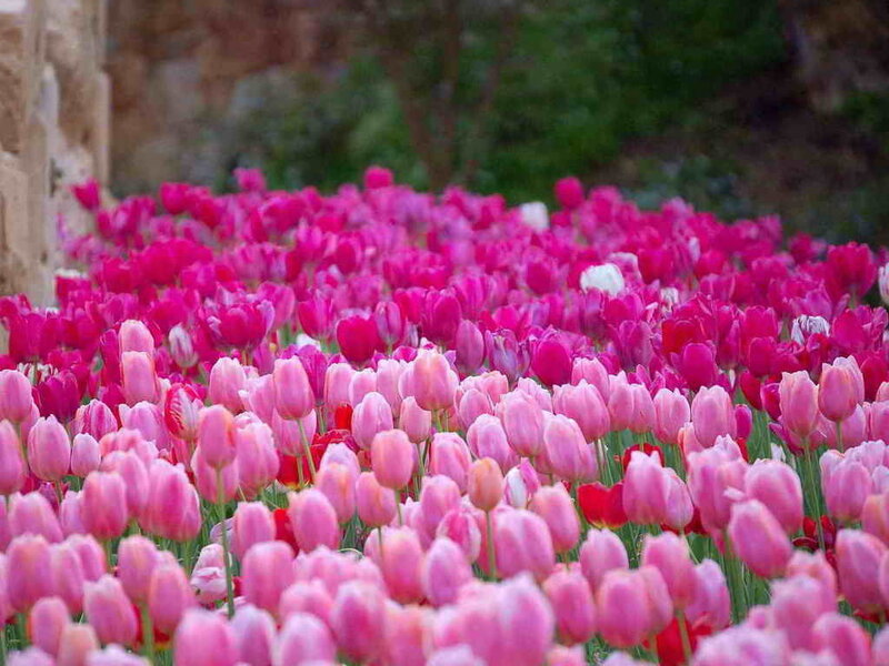Pink Tulip Field — Serene, Spring