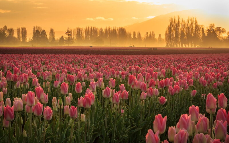 Pink Tulip Field — Serene, Sunrise, Photograph, Trees, Mountains