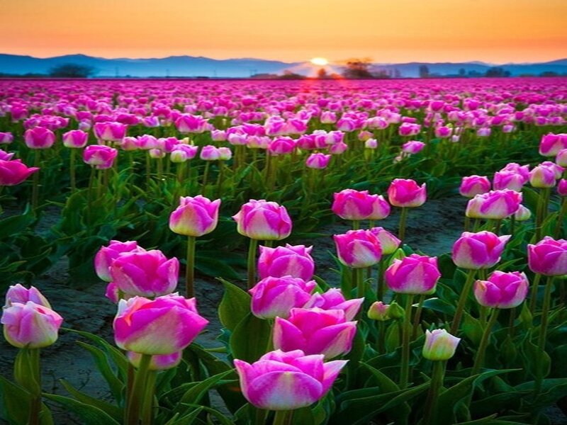 Pink Tulip Field — Serene, Sunrise