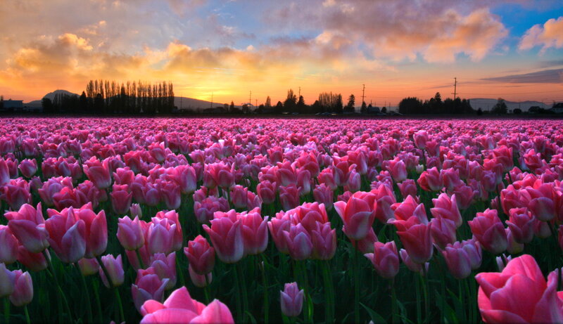 Pink Tulip Field — Serene, Sunset, Photograph, Clouds